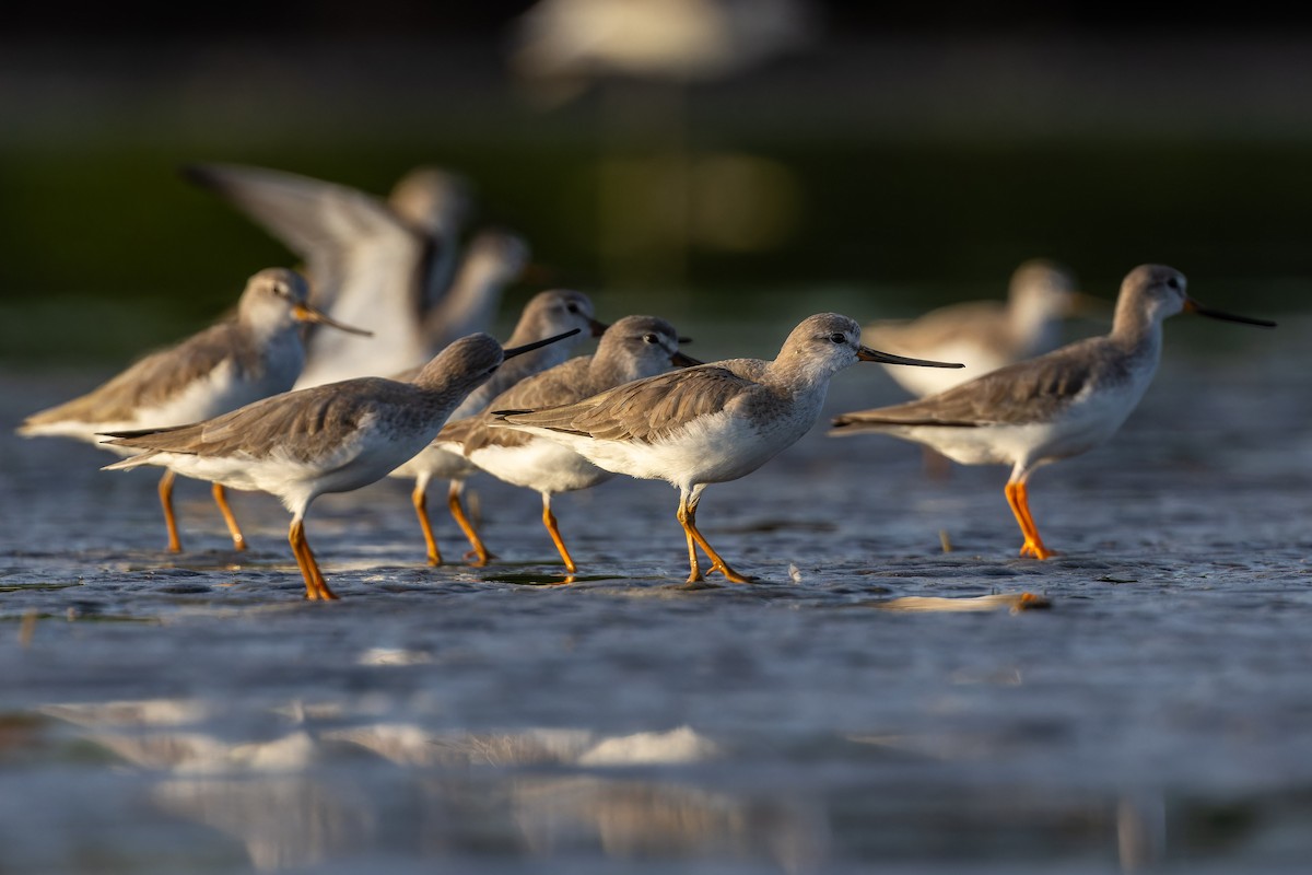 Terek kuliska - ML647071255