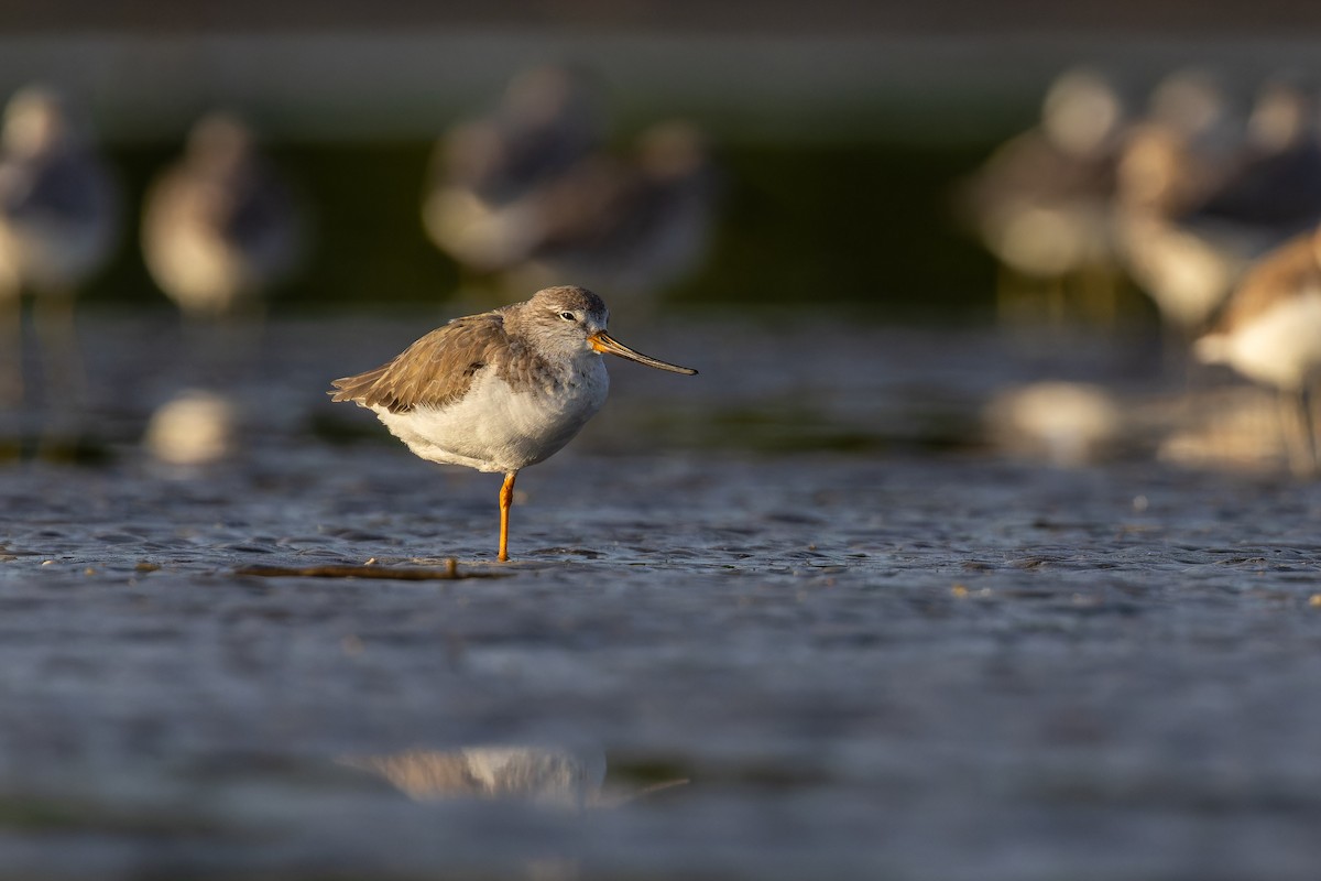 Terek kuliska - ML647071256