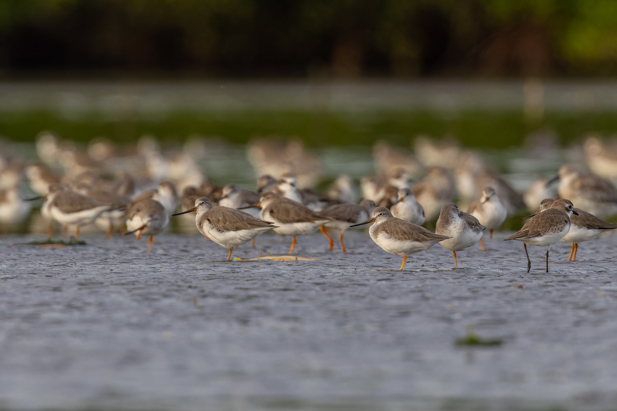 Terek kuliska - ML647071257