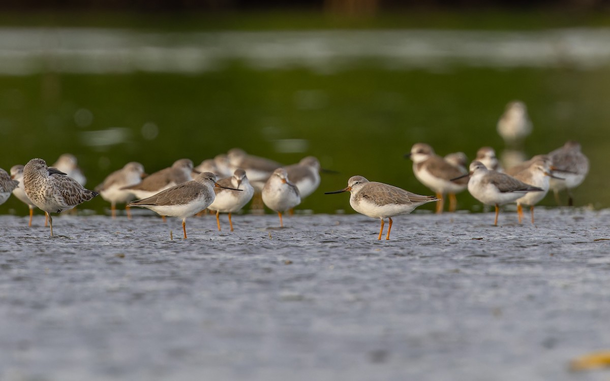 Terek kuliska - ML647071258