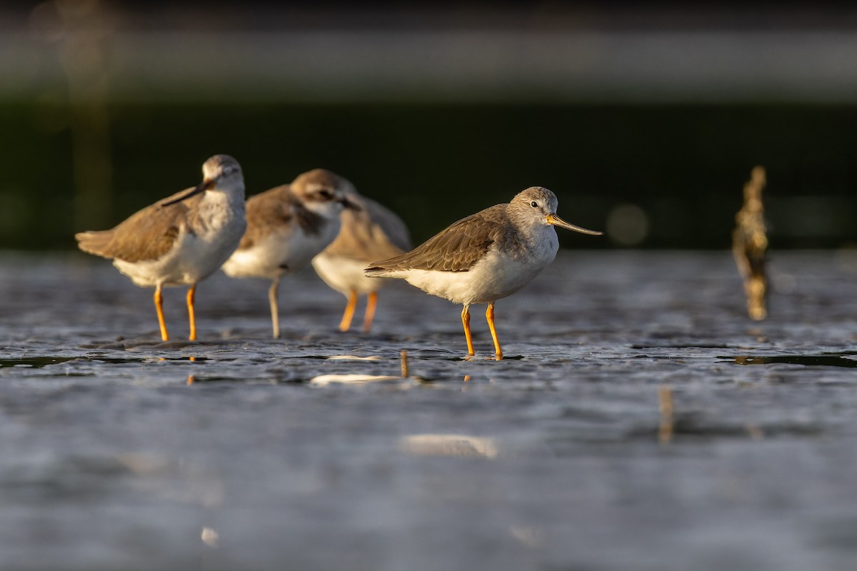 Terek kuliska - ML647071259