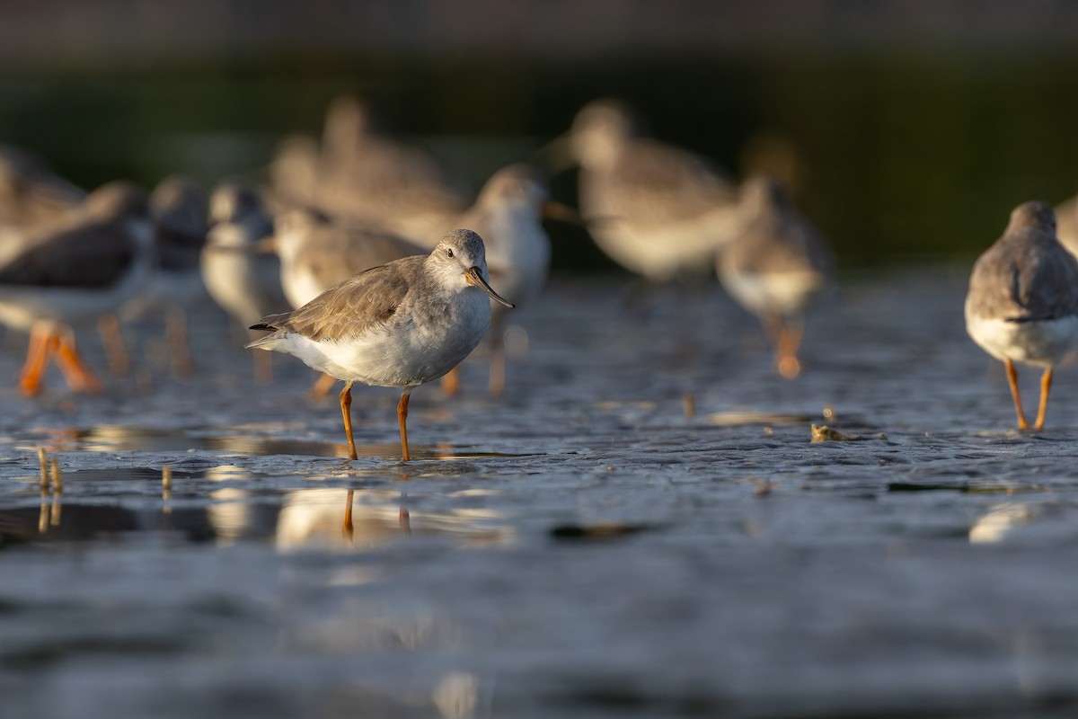 Terek kuliska - ML647071260