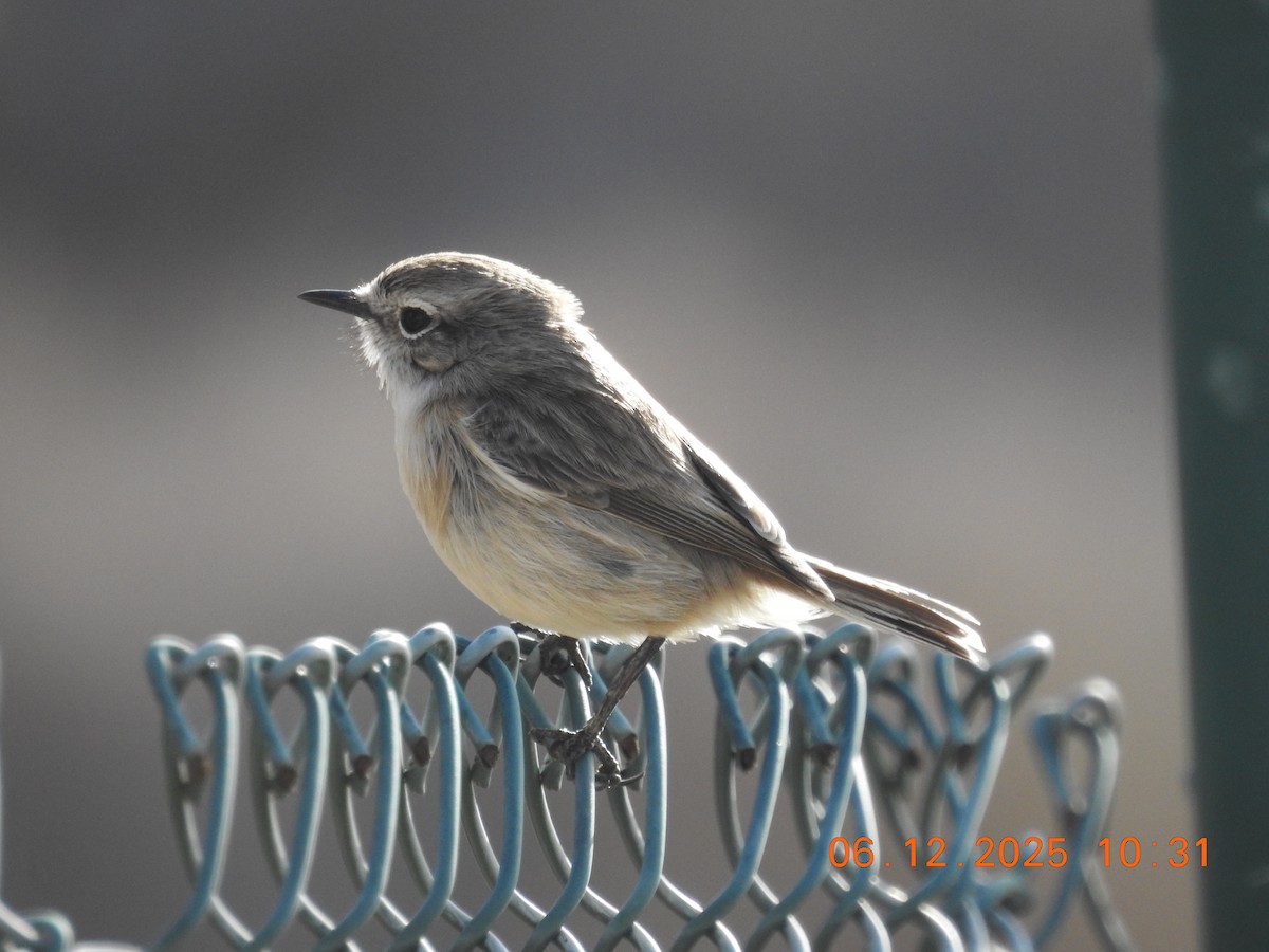 Pitxartxar kanariarra - ML647071261