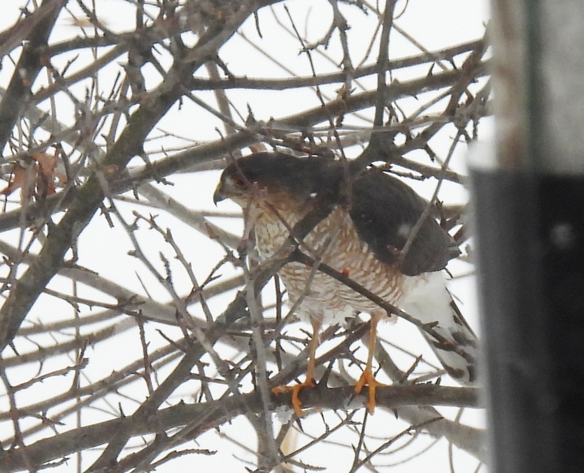 Sharp-shinned Hawk - ML647071262