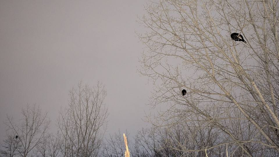 Indioilar arrunta - ML647071263