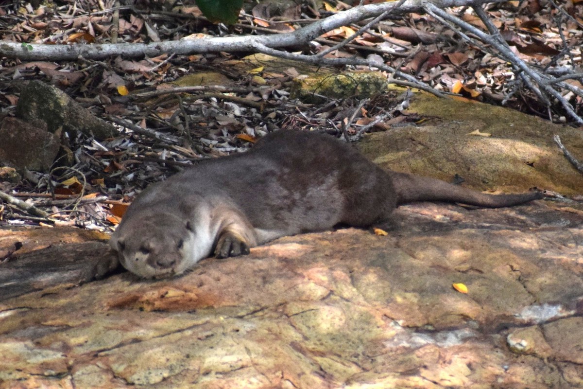 動物界 - ML647071264