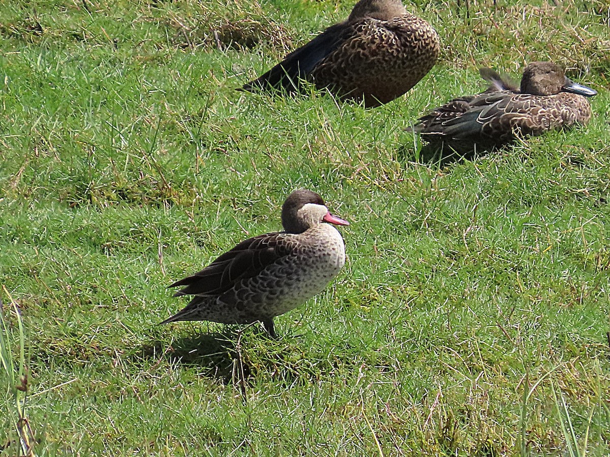 Ahate mokogorria - ML647071265