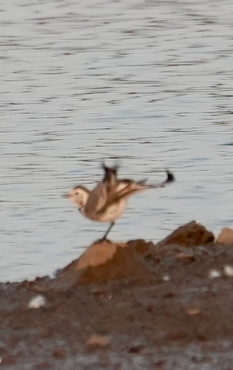 Buztanikara zuria - ML647071270