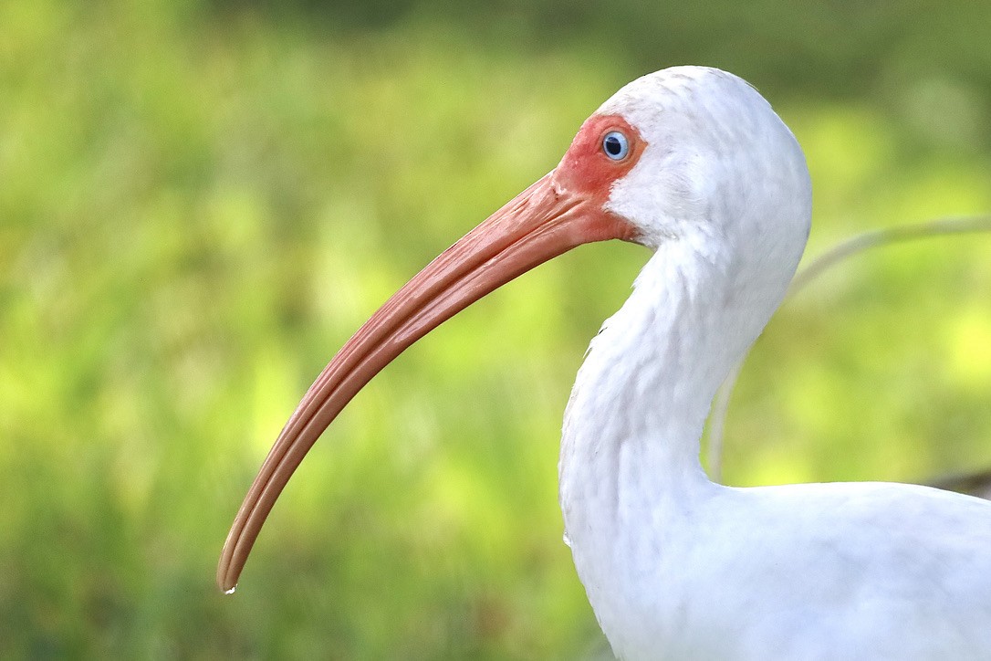 Ibis zuria - ML647071271