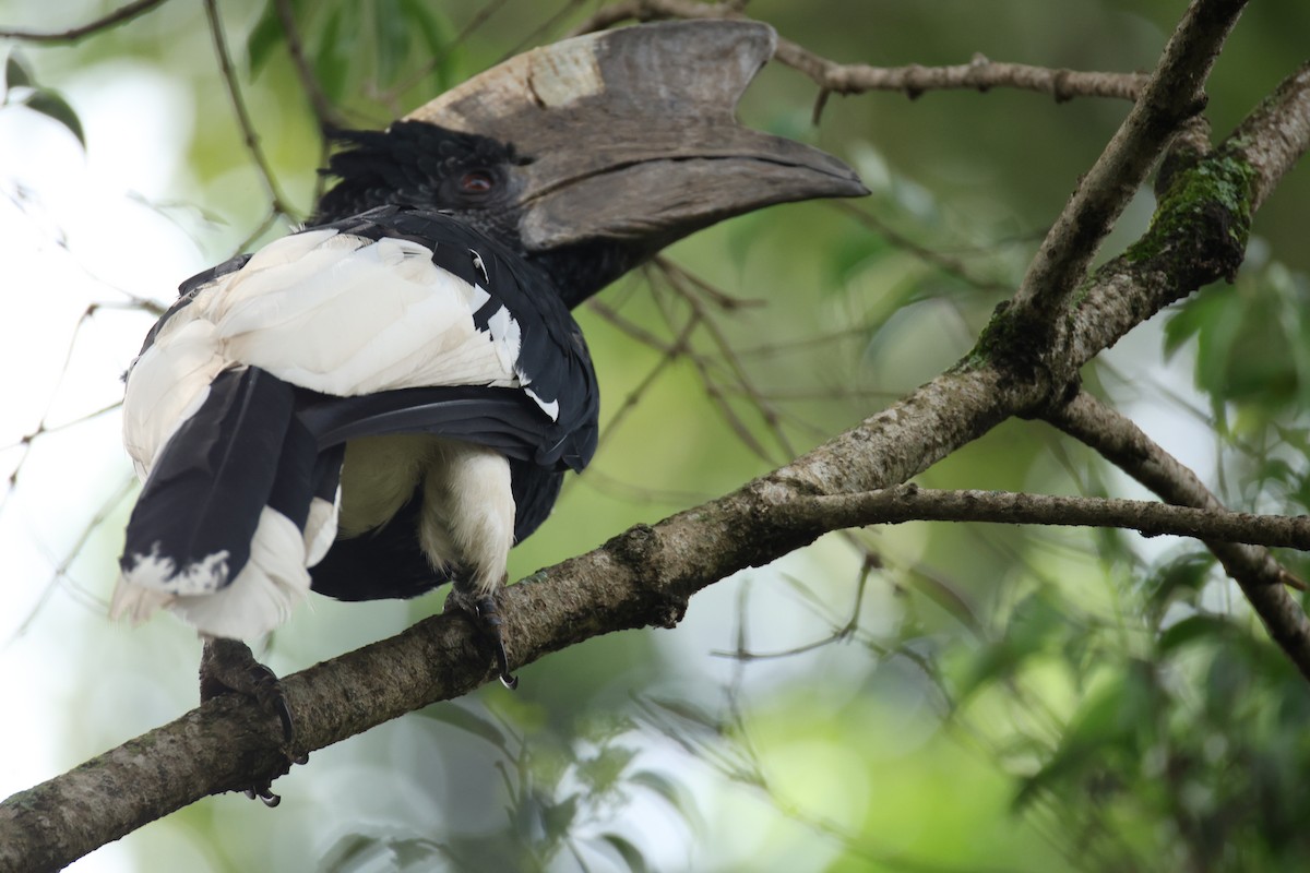 Black-and-white-casqued Hornbill - ML647071272