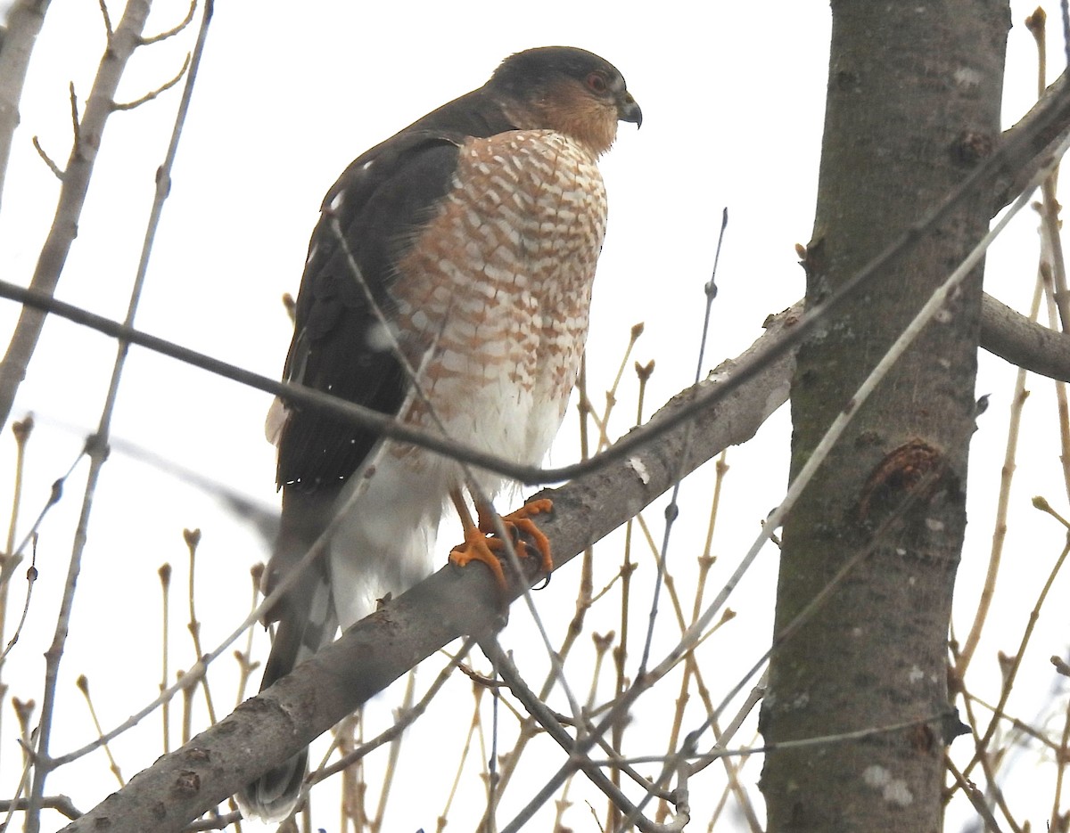 Sharp-shinned Hawk - ML647071273