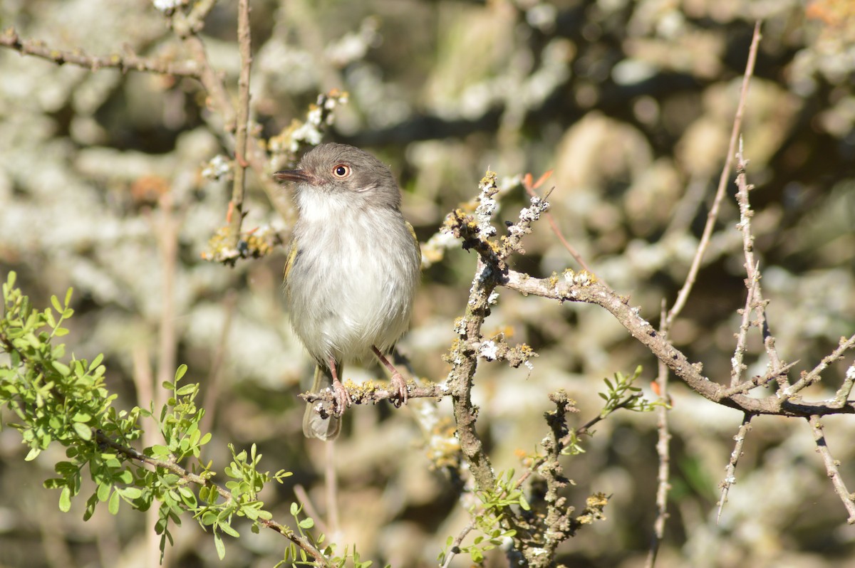 Pearly-vented Tody-Tyrant - ML647071274