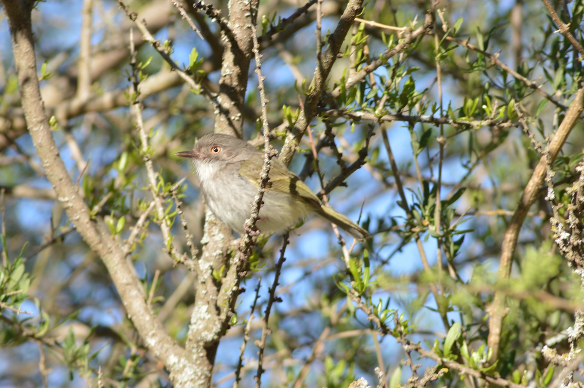Pearly-vented Tody-Tyrant - ML647071275
