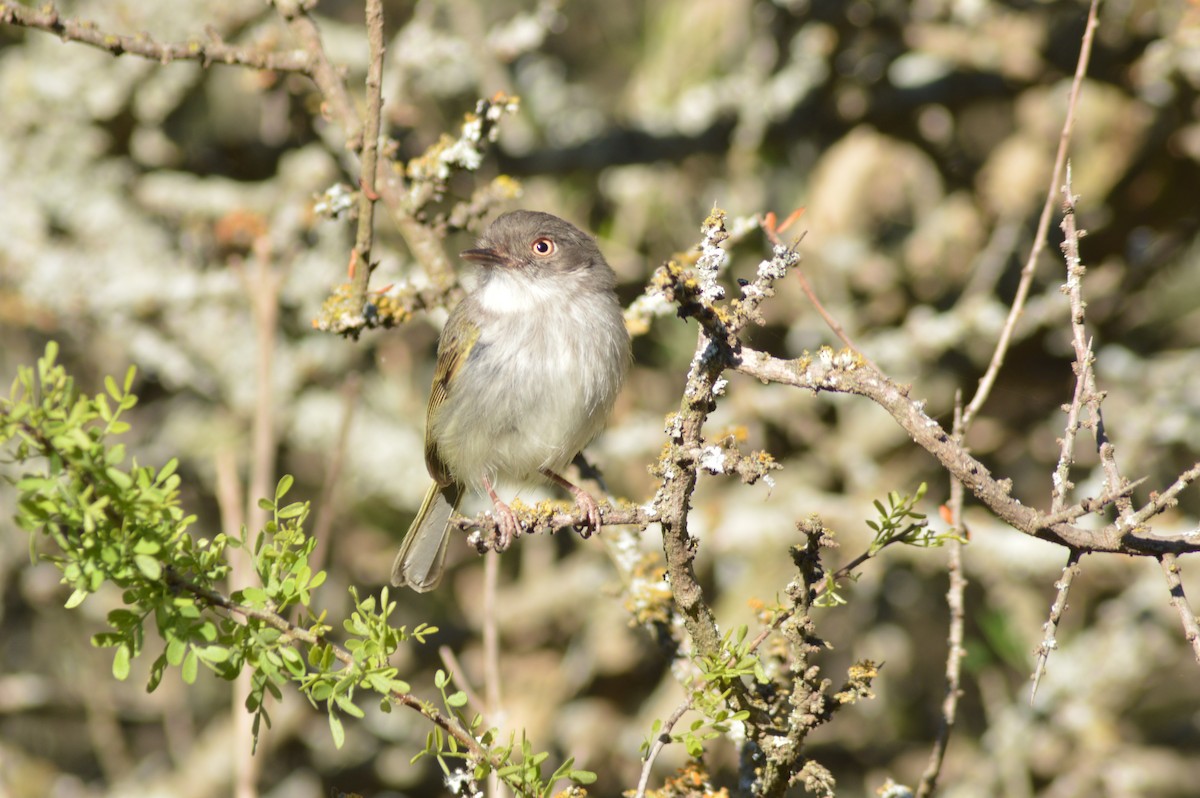 Pearly-vented Tody-Tyrant - ML647071276