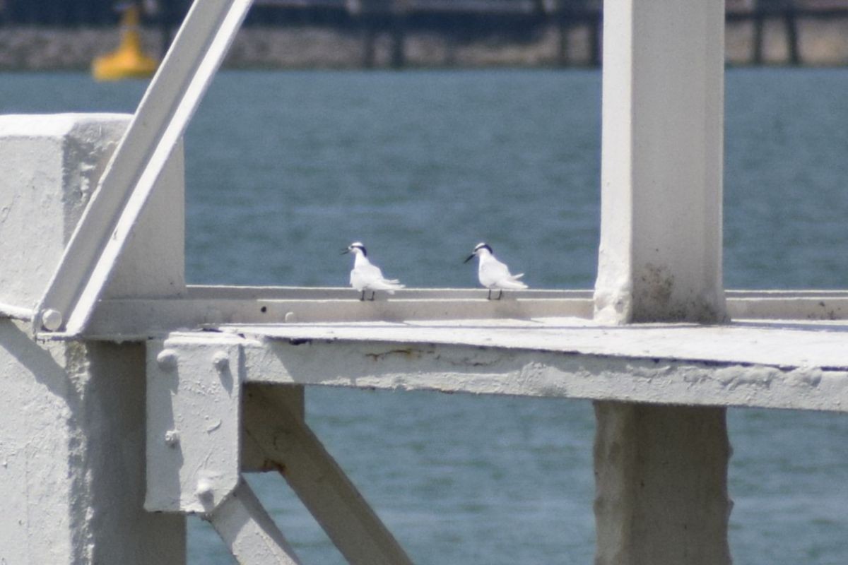 Black-naped Tern - ML647071277
