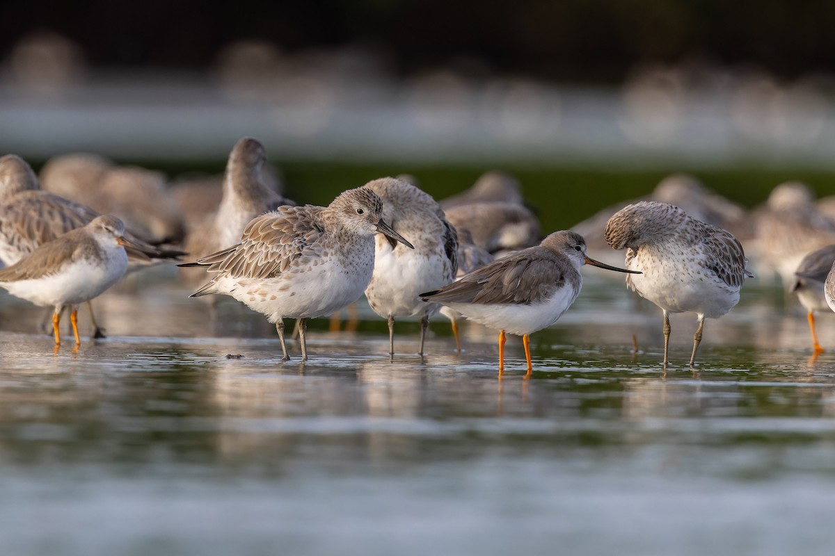 Txirri handia - ML647071278