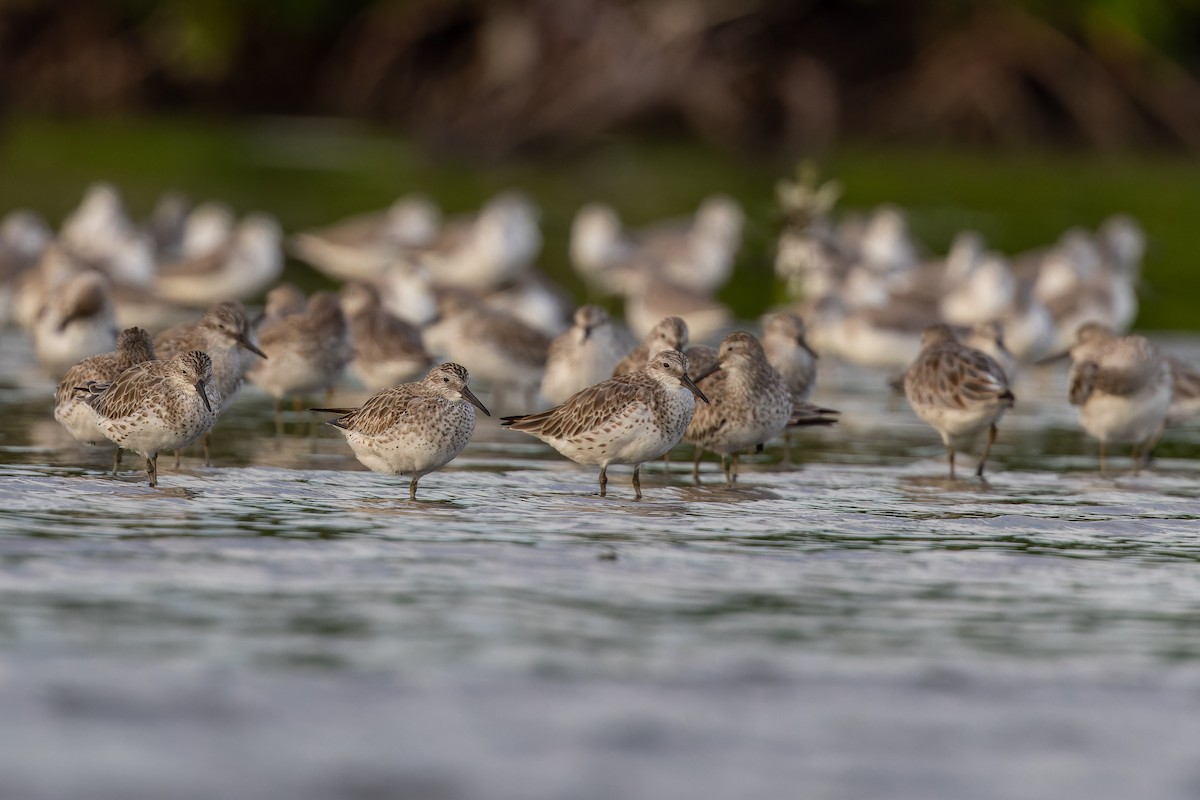 Txirri handia - ML647071279