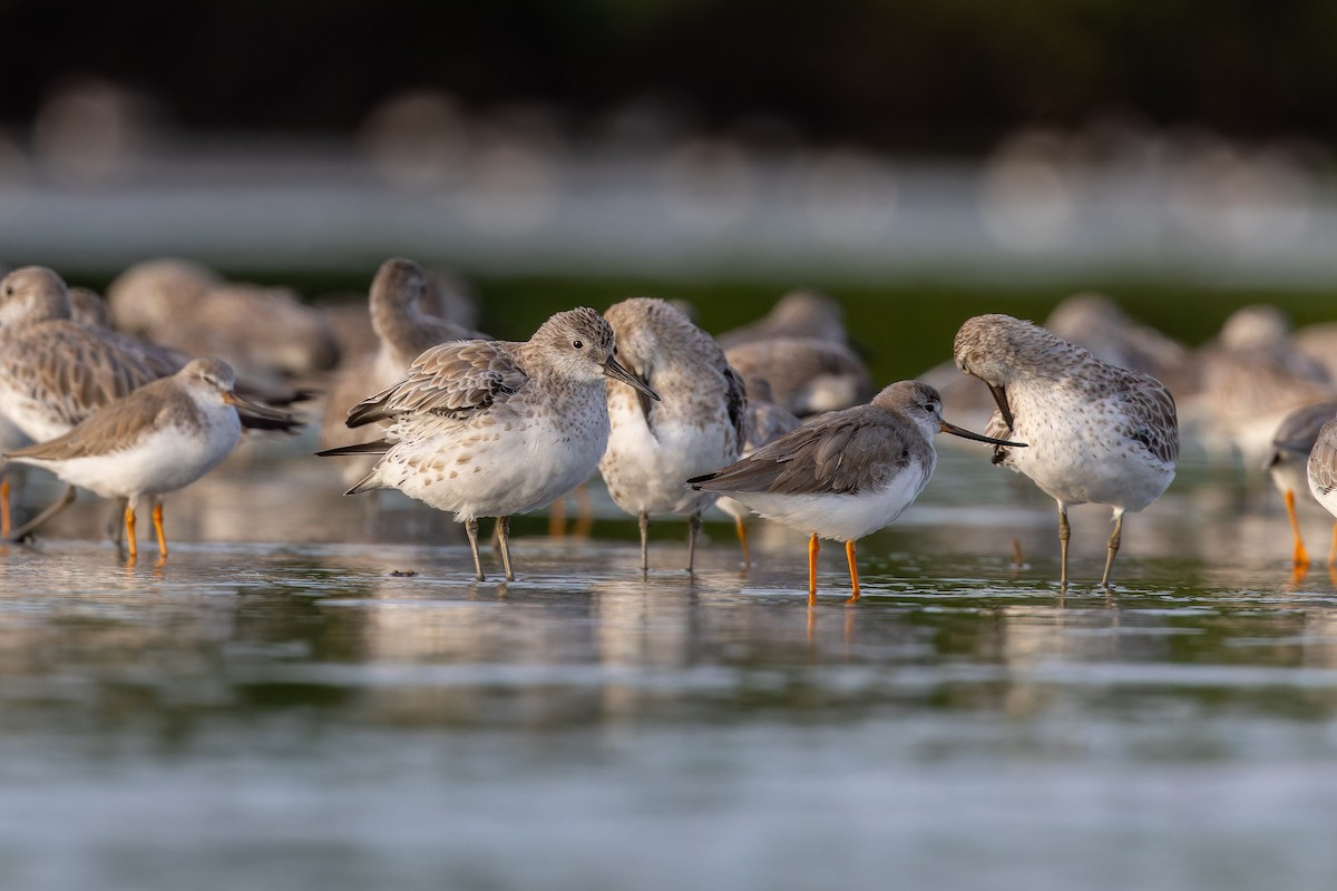 Txirri handia - ML647071280