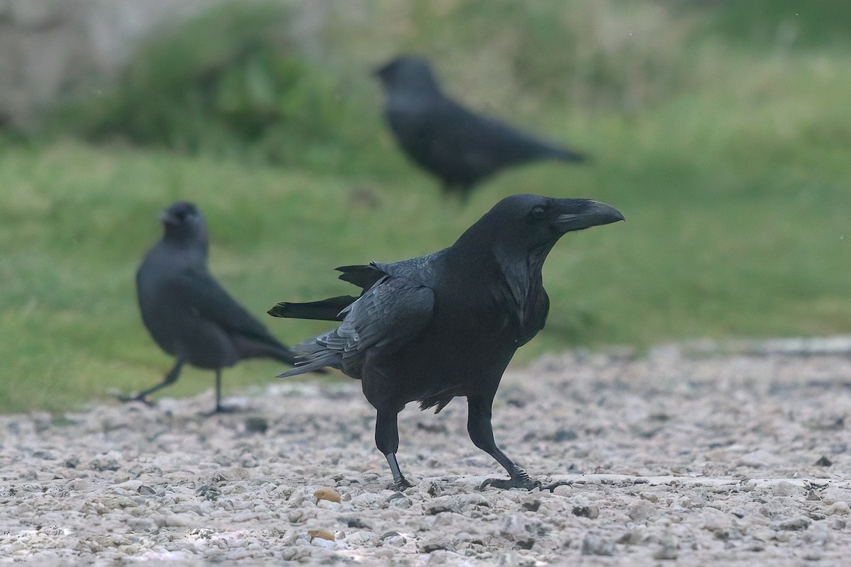 Erroi handia - ML647071281