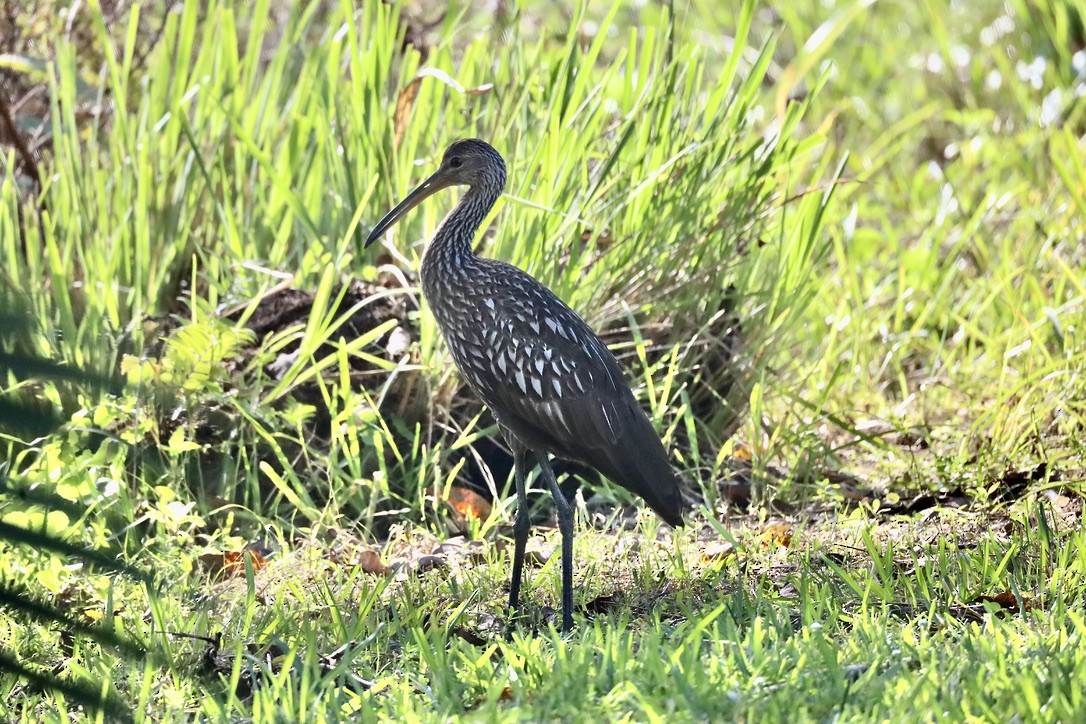 Limpkin (Speckled) - ML647071282