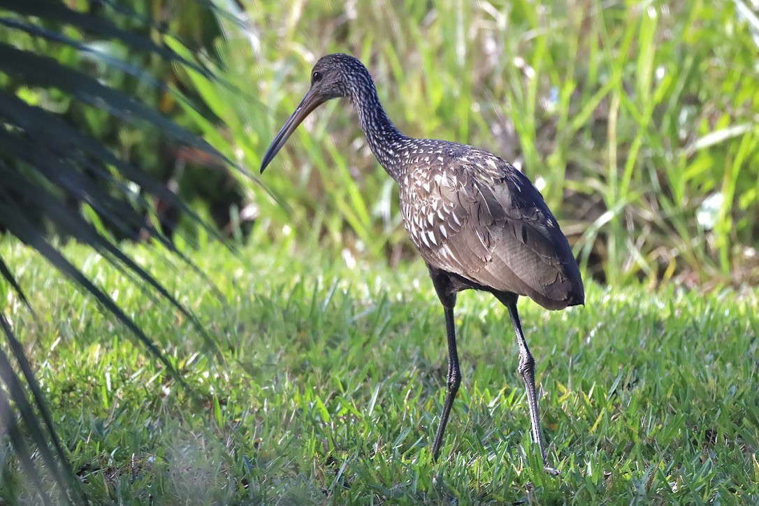Limpkin (Speckled) - ML647071283