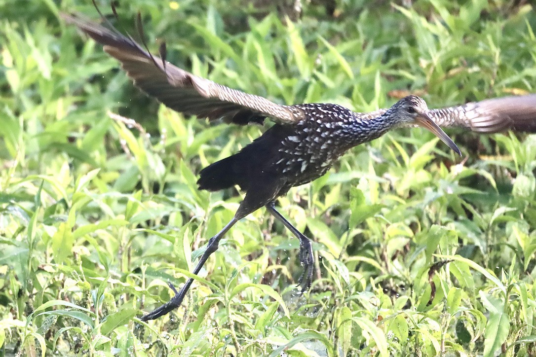 Limpkin (Speckled) - ML647071284