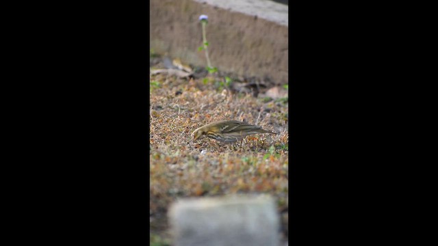 Olive-backed Pipit - ML647071285