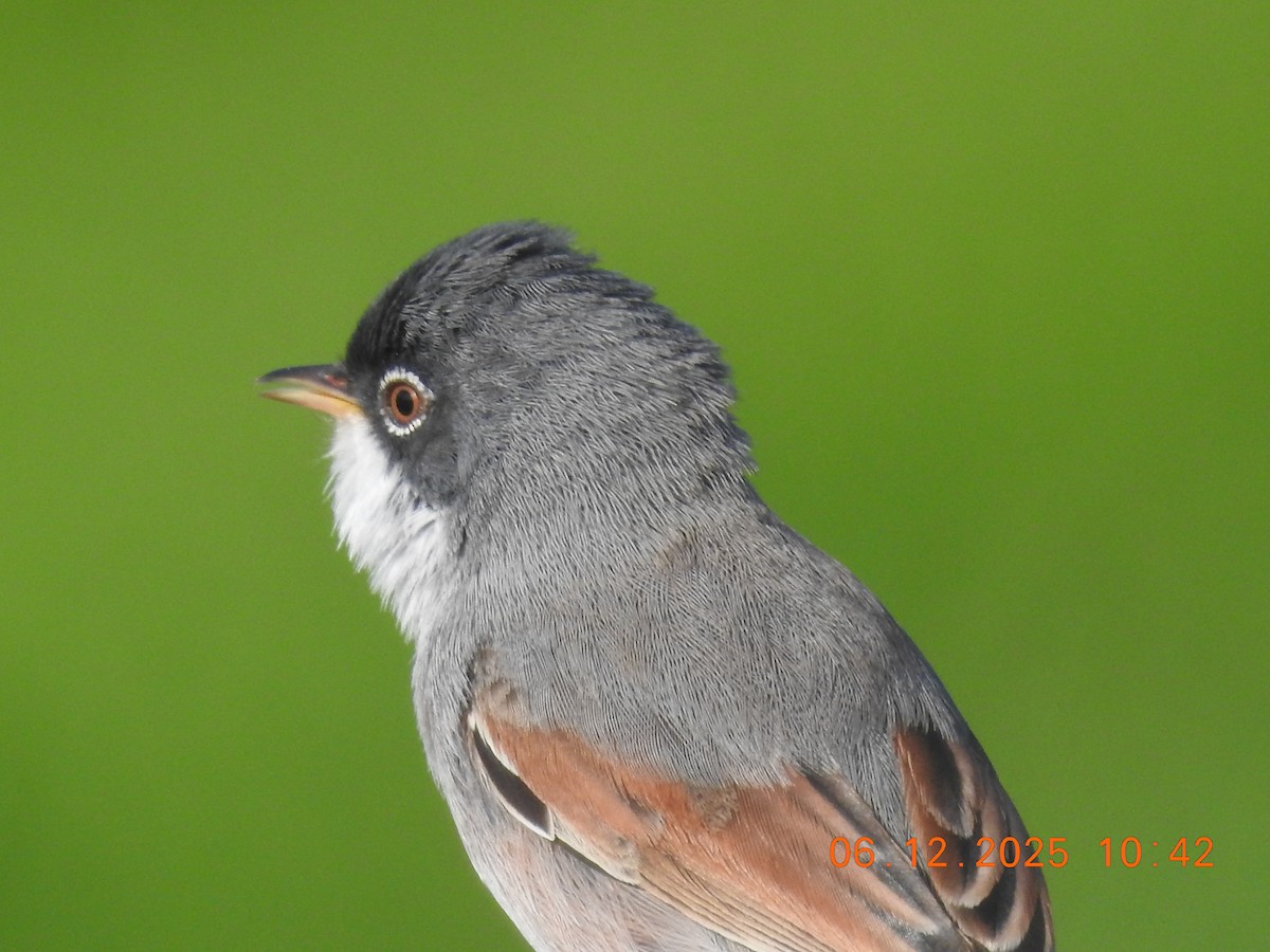 Ezkai-txinboa - ML647071286