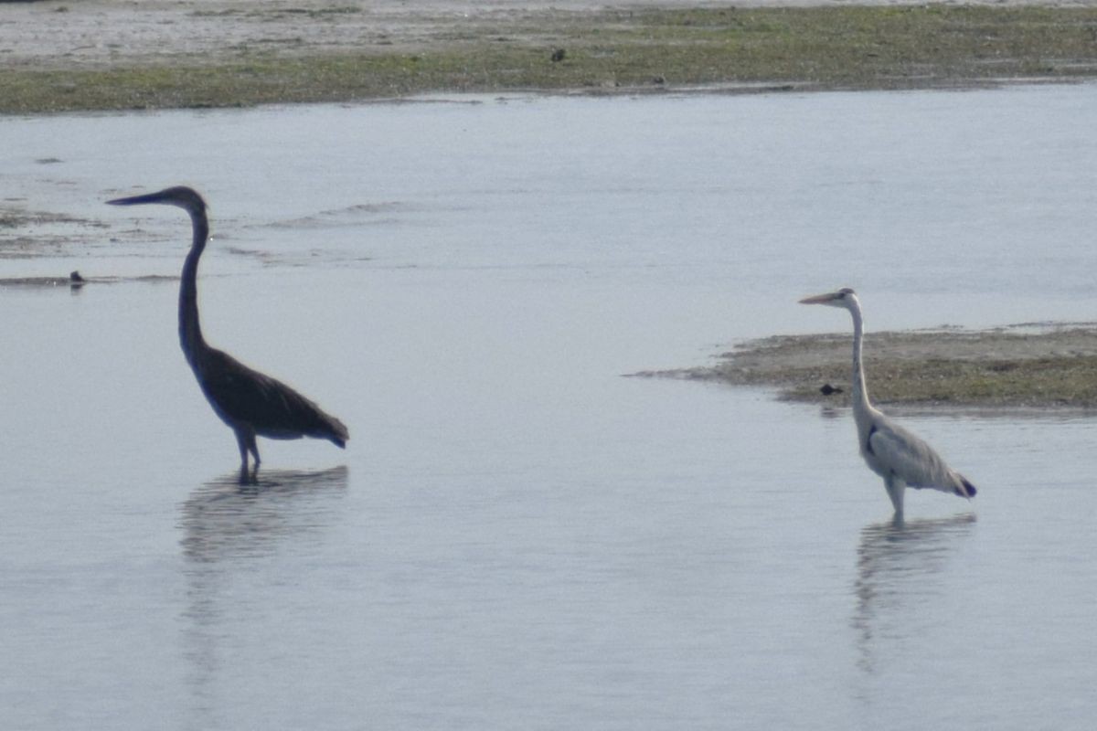 Koartza hauskara - ML647071287