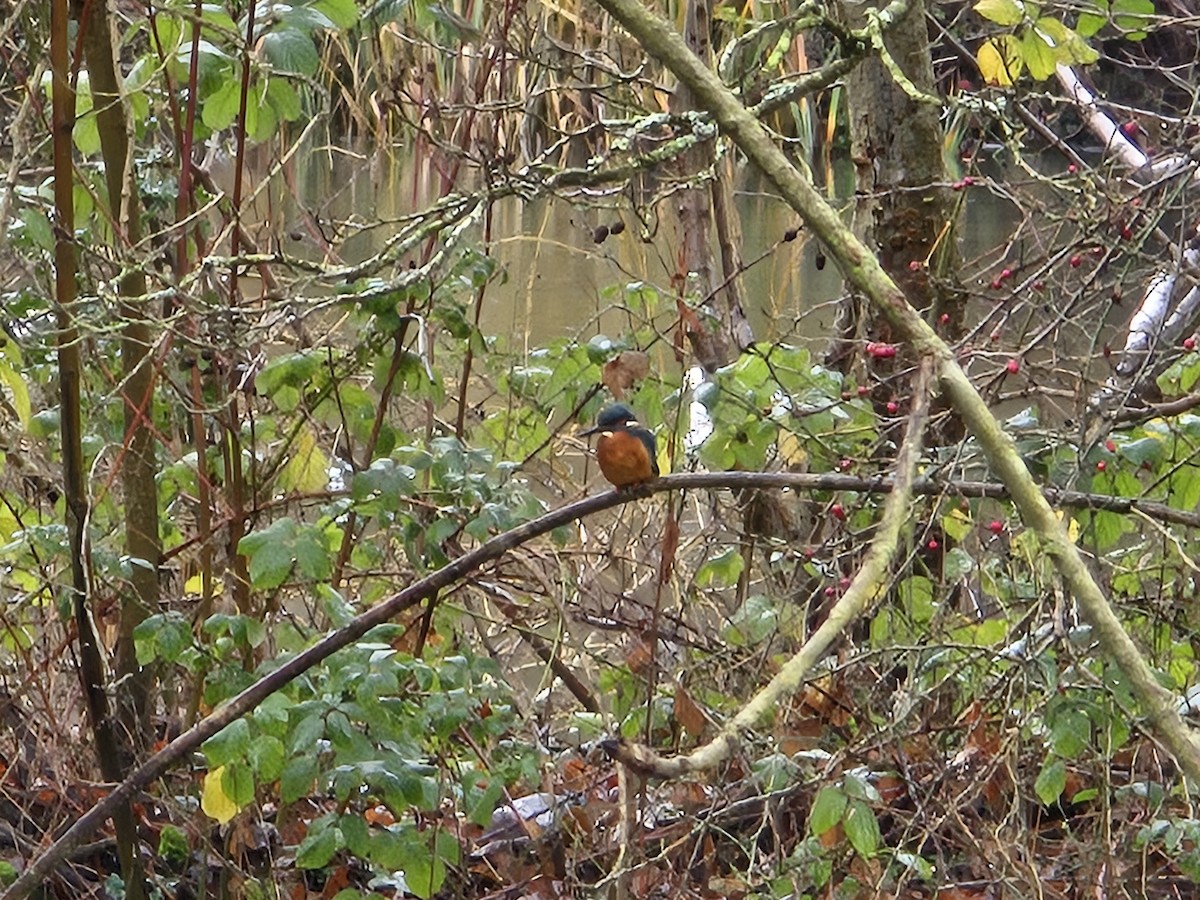 Martin arrantzalea - ML647071288