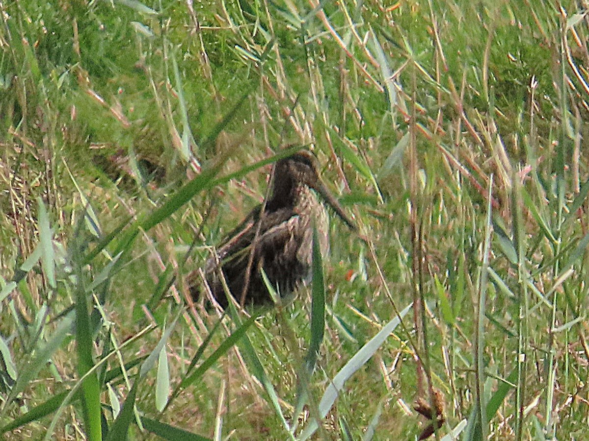 African Snipe - ML647071289