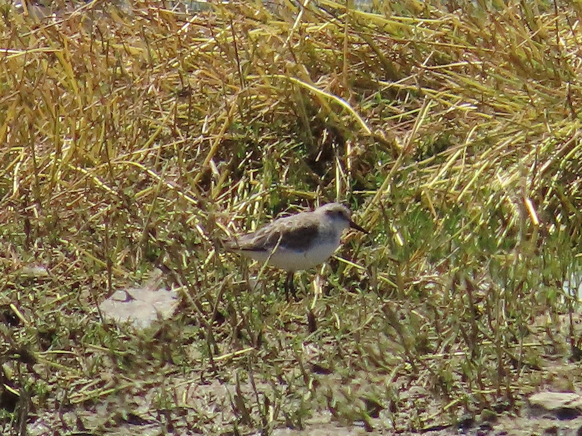 Küçük Kumkuşu - ML647071298