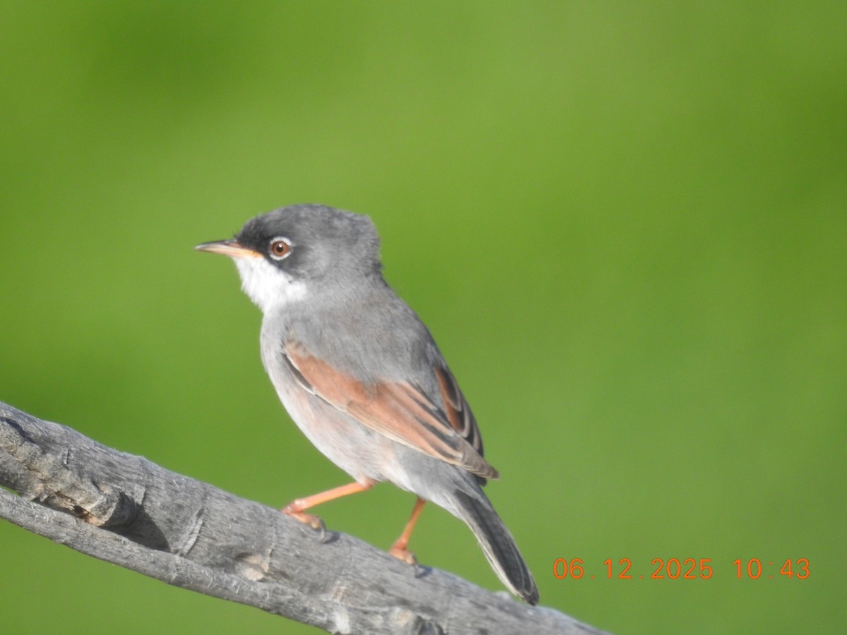 Spectacled Warbler - ML647071304