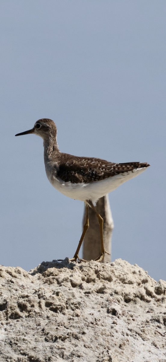 Коловодник болотяний - ML647071307