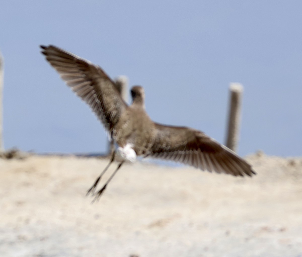 Коловодник болотяний - ML647071308