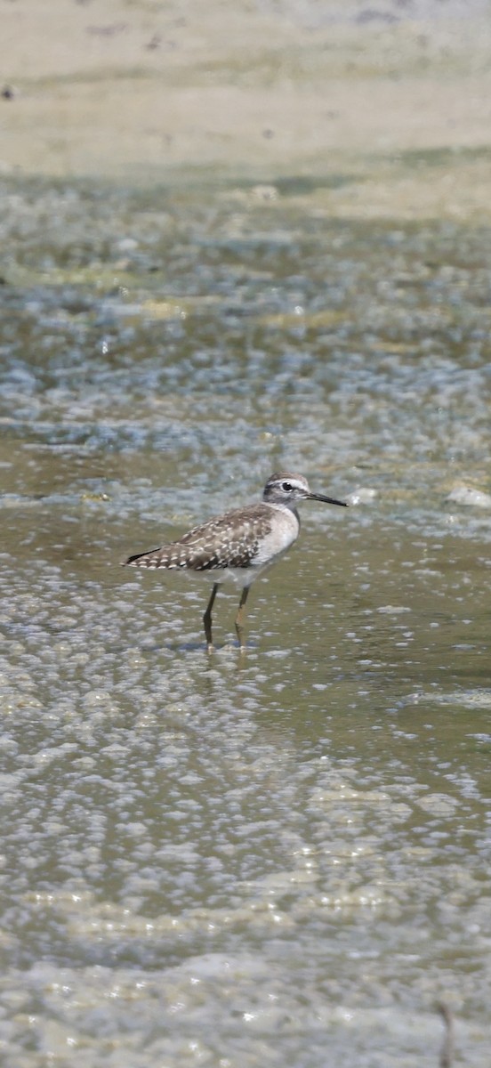 Коловодник болотяний - ML647071309