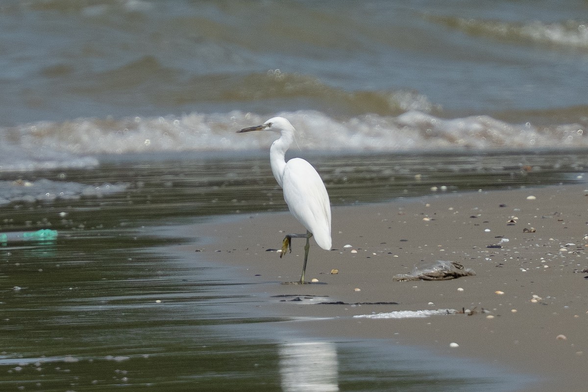Чепура жовтодзьоба - ML647071328