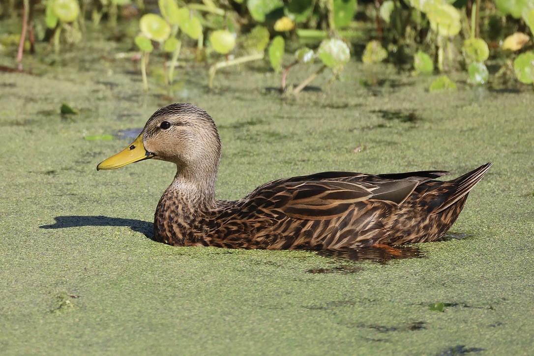 Крижень флоридський - ML647071329