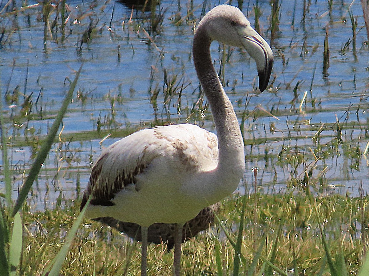 Фламінго рожевокрилий - ML647071330