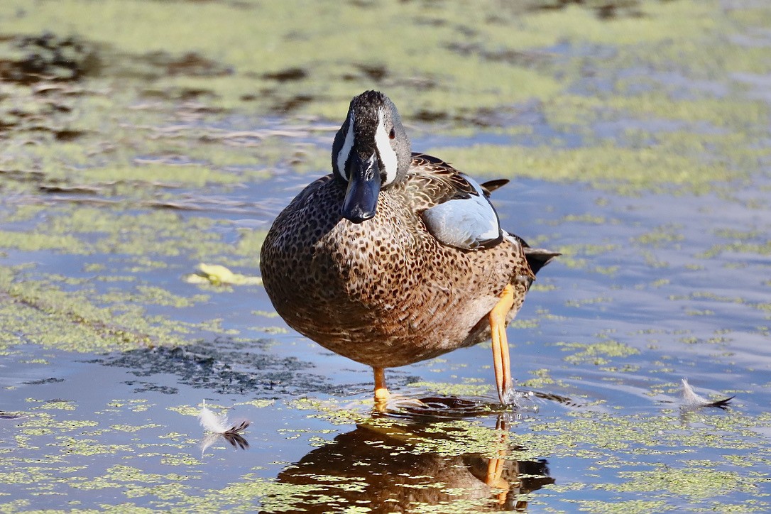 Чирянка блакитнокрила - ML647071331