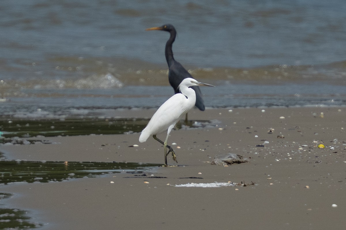 Чепура жовтодзьоба - ML647071332