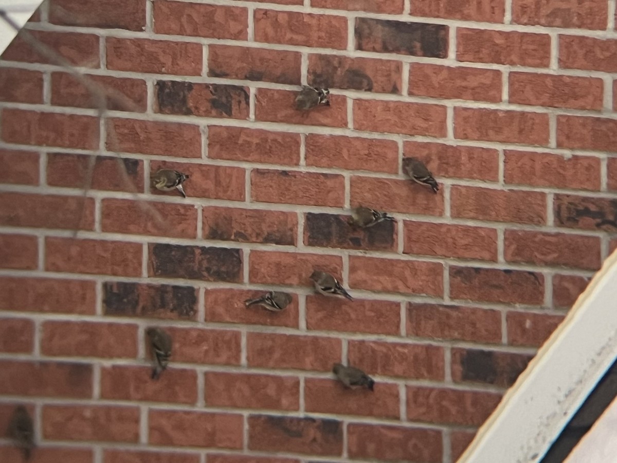 Чиж золотий - ML647071333