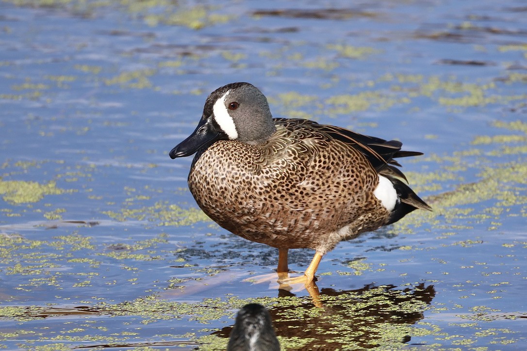 Чирянка блакитнокрила - ML647071334