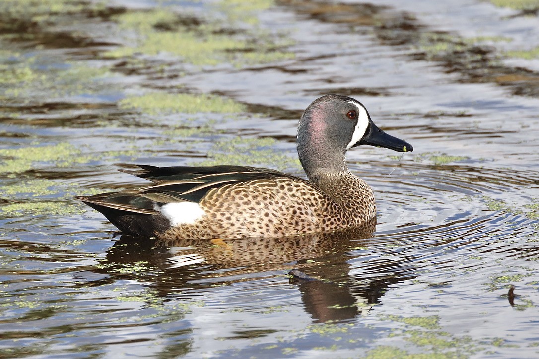 Чирянка блакитнокрила - ML647071335