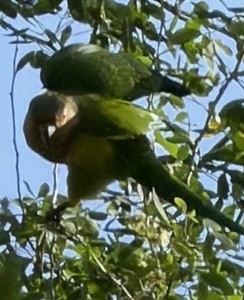 Аратинга рудоволий - ML647071336