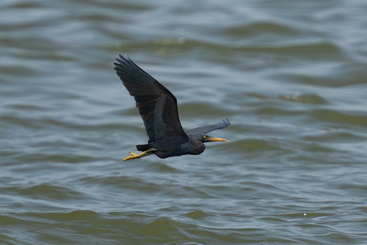 Чепура тихоокеанська - ML647071337