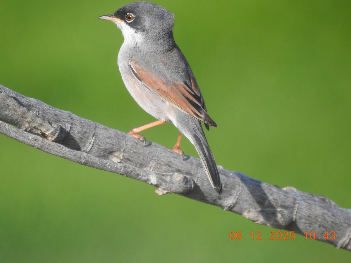 Кропив'янка піренейська - ML647071338