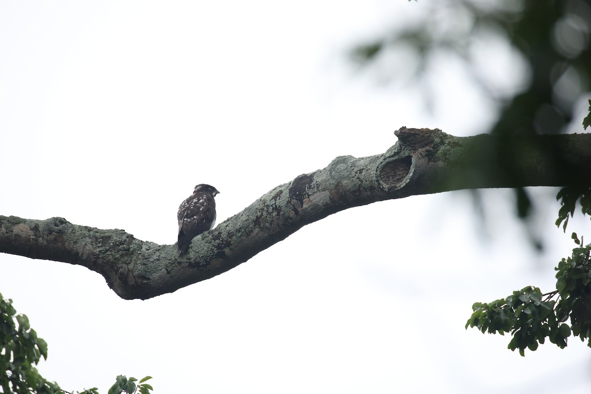 Шуліка-широкорот - ML647071339