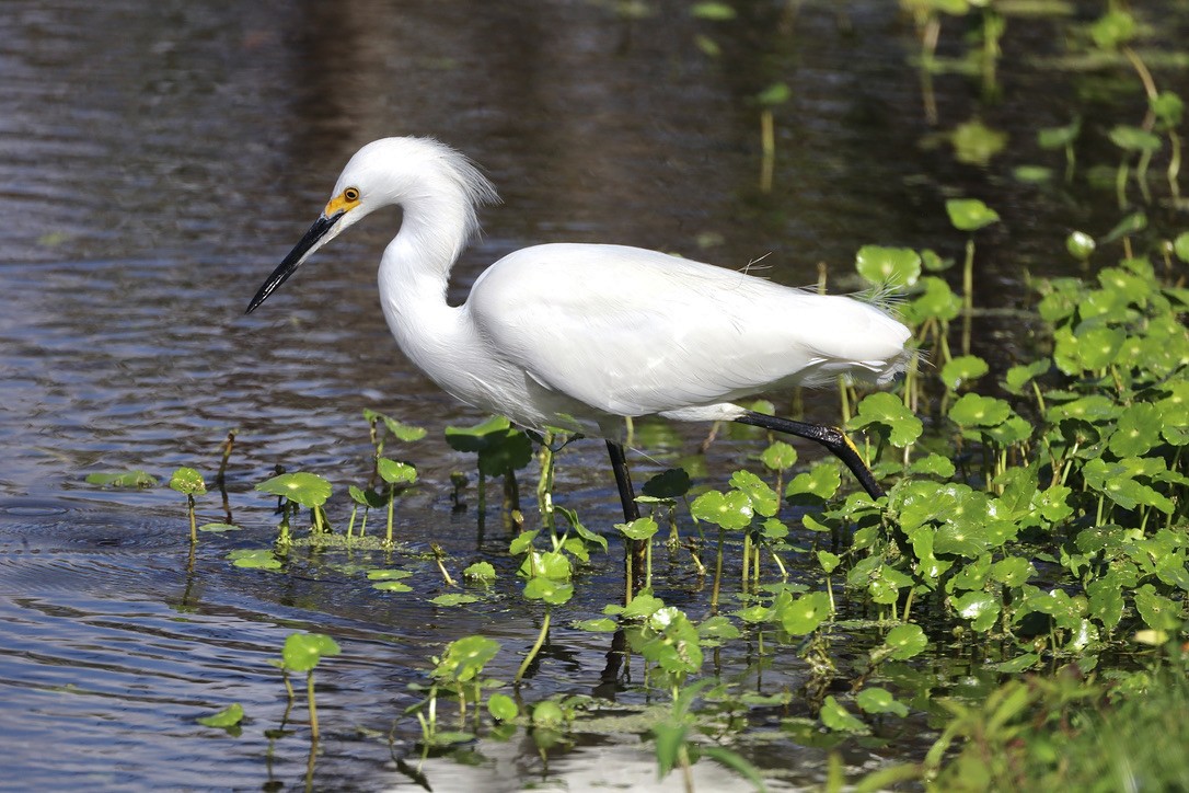 Чепура американська - ML647071340