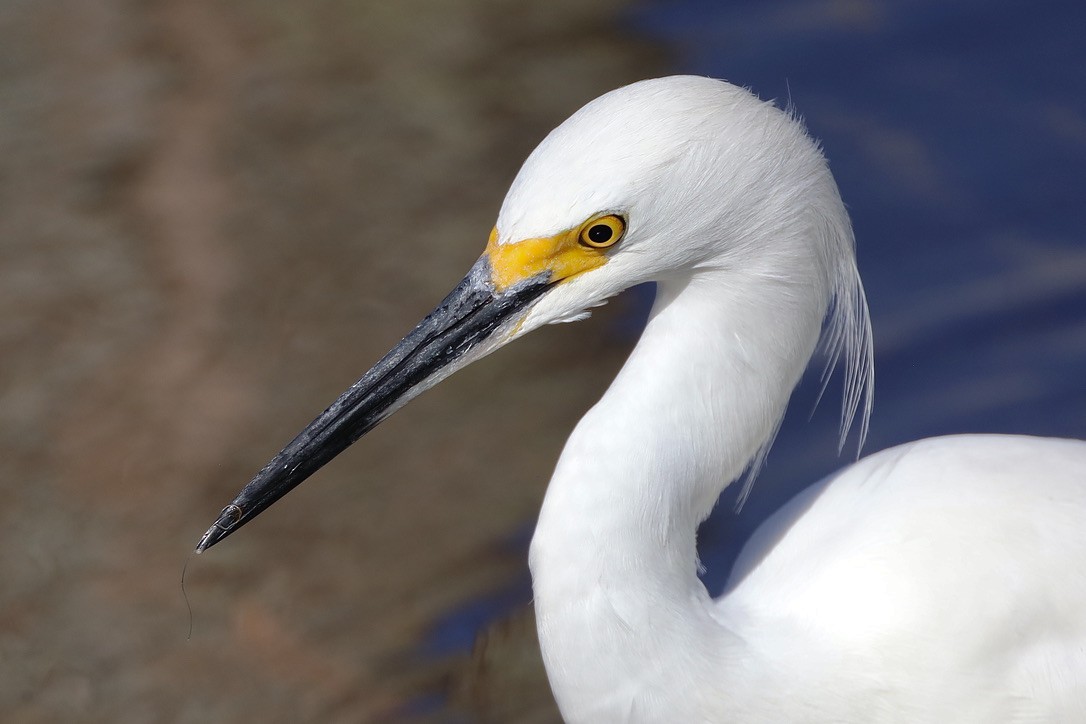 Чепура американська - ML647071341